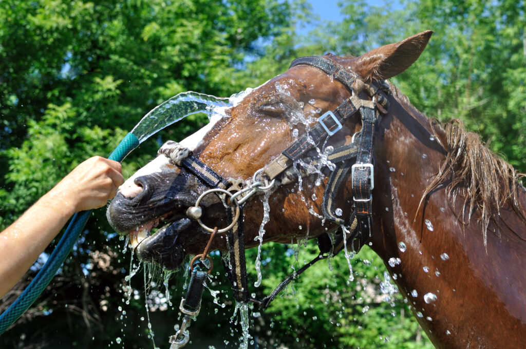 satisfied happy horse cooled by water